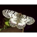 Festoon Zerynthia polyxena pupae 